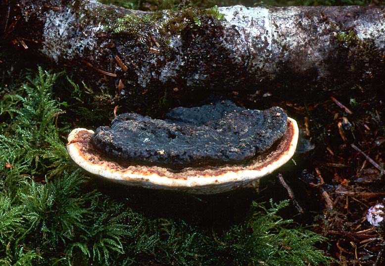 Heterobasidion annosum